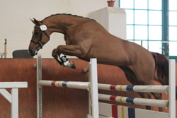 Mecklenburger (Sergeant Pepper / D’Olympic) B.: Volker Bredenkamp (Bastorf). Foto: Wego
